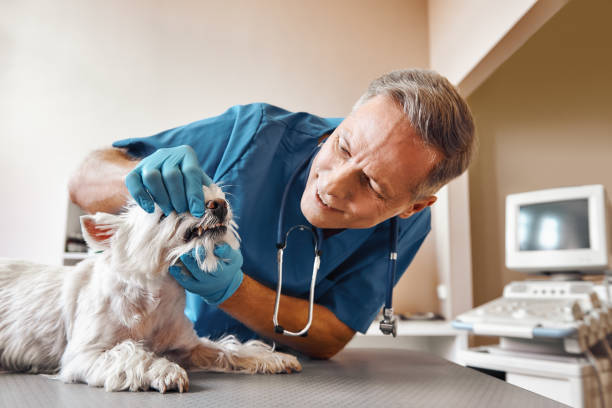 Best Urgent Dental Care in Polk City, FL